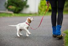 Kuoser dog leash