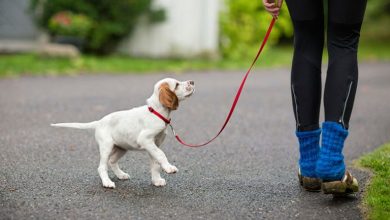 Photo of Keep The Peace: 8 Tips For Being A Good Dog Neighbor