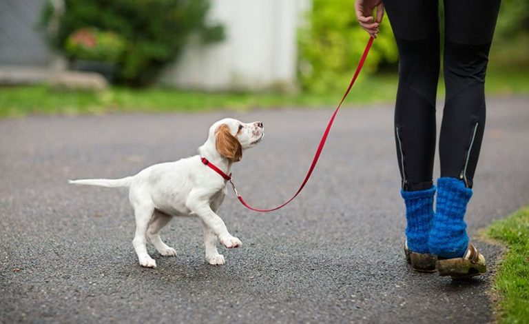 Kuoser dog leash