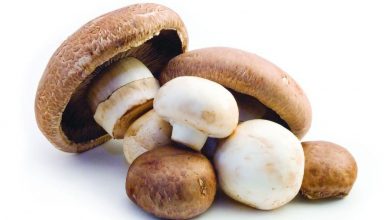 Photo of The Benefits of Reishi Mushroom For Anxiety and Depression