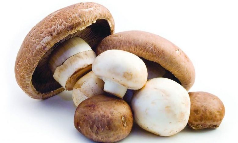 Photo of The Benefits of Reishi Mushroom For Anxiety and Depression