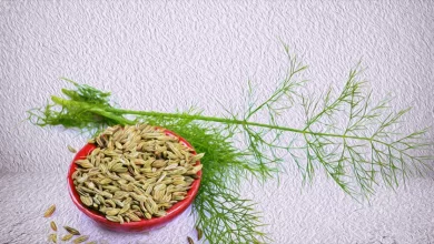 Photo of Fennel Seeds: 14 Amazing Health Benefits