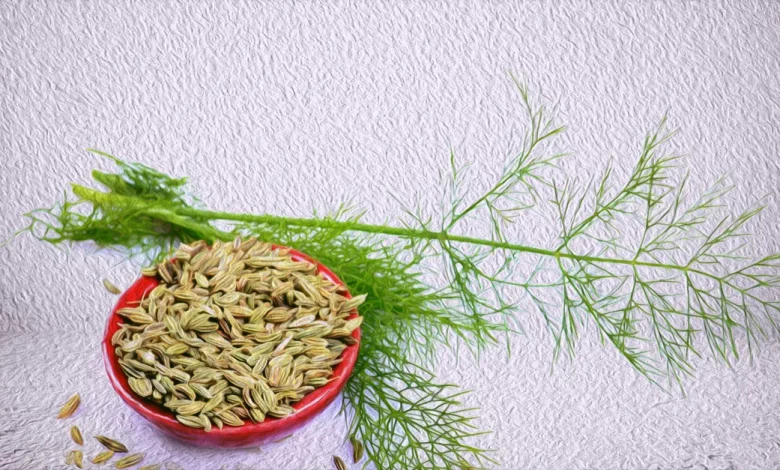 Fennel Seeds: 14 Amazing Health Benefits