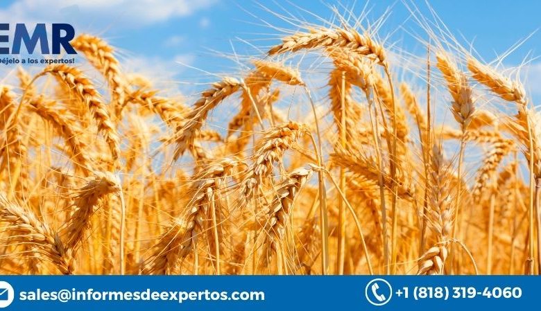 Photo of Global Wheat Market Size, Value, Report 2023-2028
